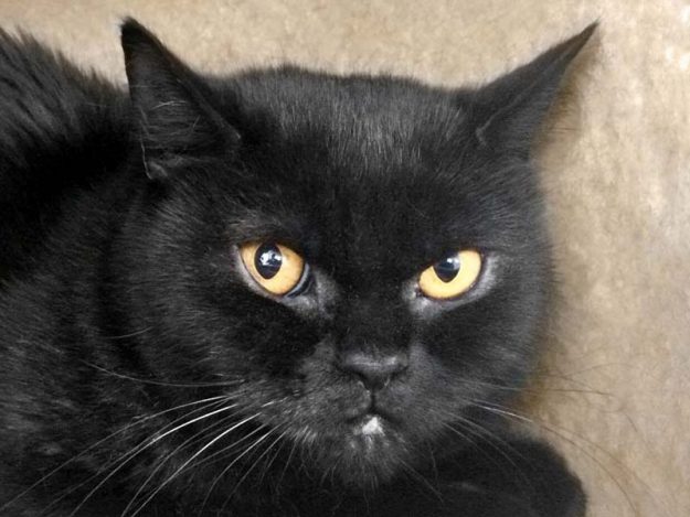 BKH-Kätzin Prinzess / © 2017 Arche KaNaum (DN)