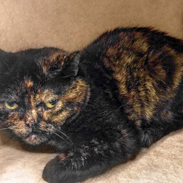 BKH-Kätzin Zara  / © 2017 Arche KaNaum (DN) BKH-Kätzin Zara / © 2017 Arche KaNaum (DN)