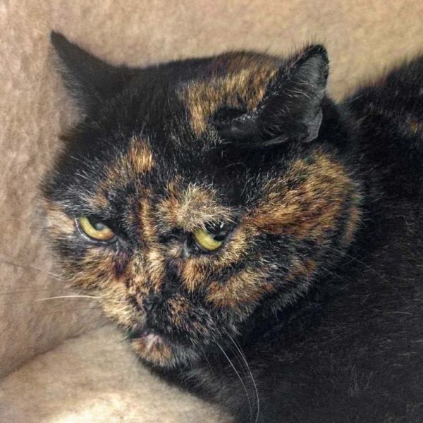 BKH-Kätzin Zara  / © 2017 Arche KaNaum (DN) BKH-Kätzin Zara / © 2017 Arche KaNaum (DN)