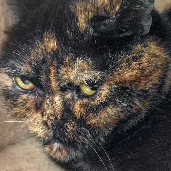 BKH-Kätzin Zara / © 2017 Arche KaNaum (DN)