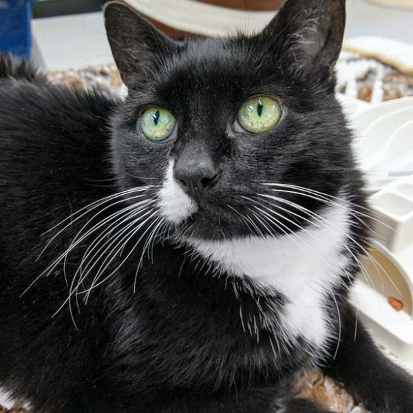 Kätzin Ravenna / © 2017 Arche KaNaum (OS) Kätzin Ravenna / © 2017 Arche KaNaum (OS)