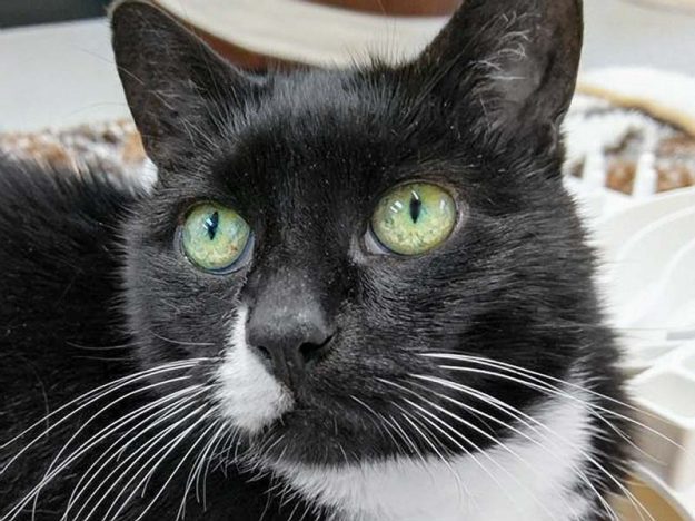 Kätzin Ravenna / © 2017 Arche KaNaum (OS)