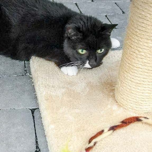 Kätzin Ravenna / © 2017 Arche KaNaum (OS) Kätzin Ravenna / © 2017 Arche KaNaum (OS)