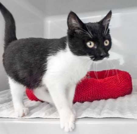 Fundkätzin aus Bad Arolsen / © 2017 Arche KaNaum (DN)