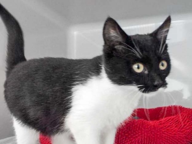 Fundkätzin aus Bad Arolsen / © 2017 Arche KaNaum (DN)