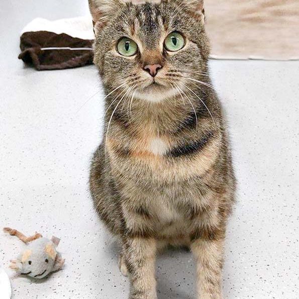 Kätzin Ophelia / © 2017 Arche KaNaum (OS) Kätzin Ophelia / © 2017 Arche KaNaum (OS)