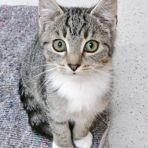 Kater Shane  / © 2017 Arche KaNaum (OS) Kater Shane / © 2017 Arche KaNaum (OS)