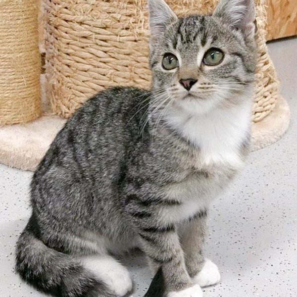 Kater Shane  / © 2017 Arche KaNaum (OS) Kater Shane / © 2017 Arche KaNaum (OS)