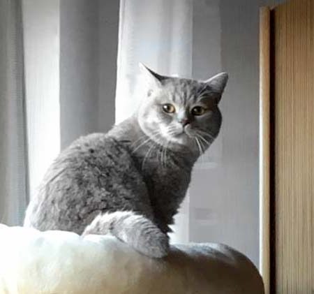 Kater Leo im neuen Zuhause / © 16.11.'17 Privat