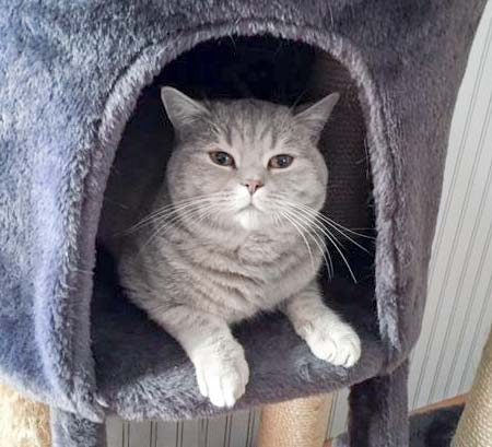 Kater Leo im neuen Zuhause / © 16.11.'17 Privat