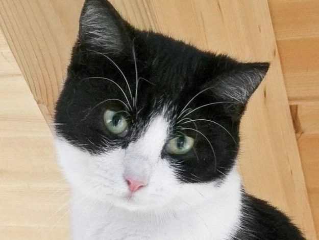Kater Daryl / © 2017 Arche KaNaum (OS)