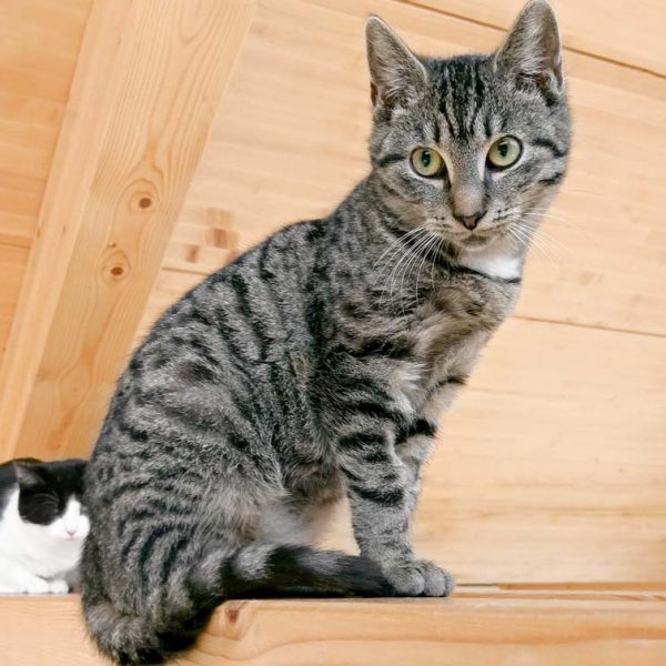 Kätzin Rosita / © 2017 Arche KaNaum (OS)