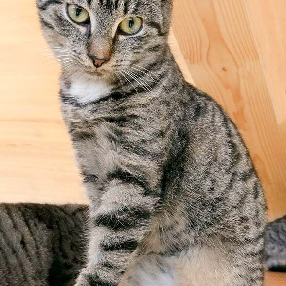 Kätzin Rosita / © 2017 Arche KaNaum (OS)