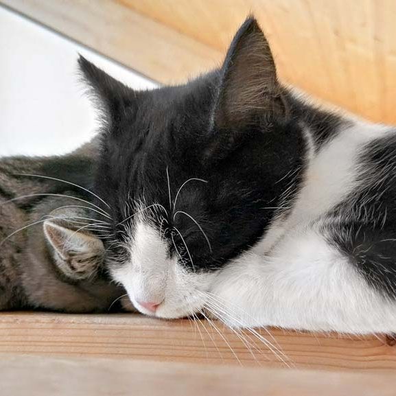 Kater Daryl (r.) mit Freundin Rosita / © 2017 Arche KaNaum (OS) Kater Daryl (r.) mit Freundin Rosita / © 2017 Arche KaNaum (OS)