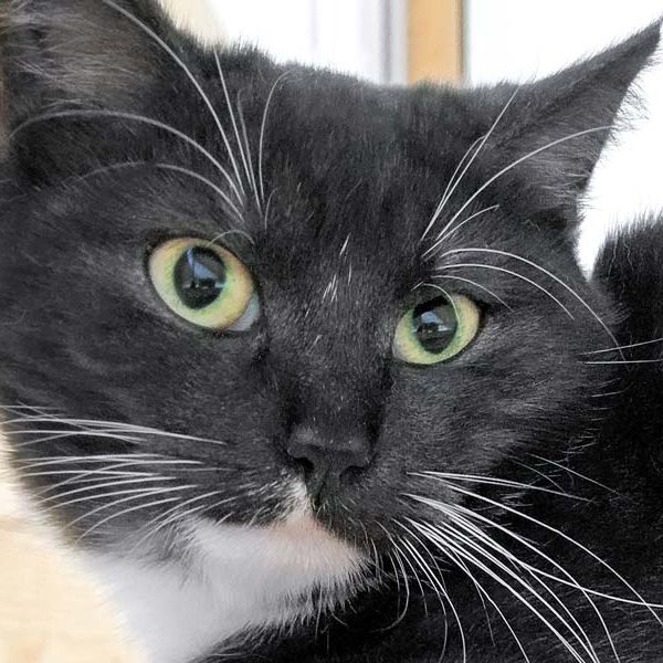 Kätzin Tara / © 2017 Arche KaNaum (OS)