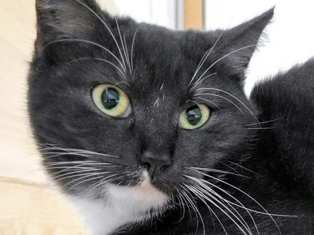 Kätzin Tara / © 2017 Arche KaNaum (OS)