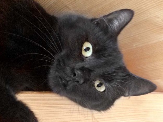 Kätzin Emmi / © 2016 Arche KaNaum (DN)