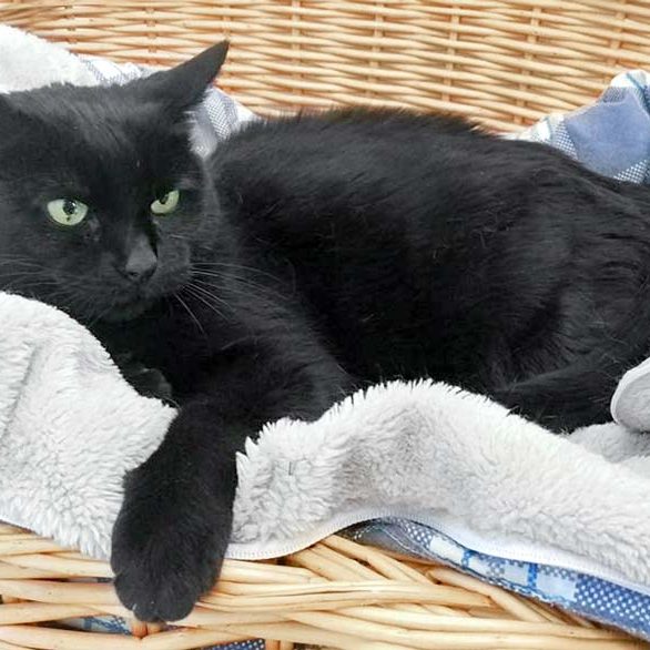 Kätzin Fila  / © 2016 Arche KaNaum (OS) Kätzin Fila / © 2016 Arche KaNaum (OS)