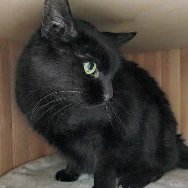 Kätzin Fila  / © 2017 Arche KaNaum (OS) Kätzin Fila / © 2017 Arche KaNaum (OS)