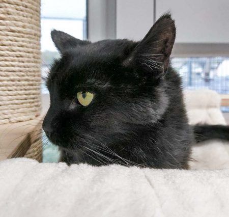 Kätzin Fila / © 2017 Arche KaNaum (OS)