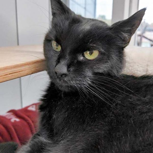 Kätzin Fila  / © 2017 Arche KaNaum (OS) Kätzin Fila / © 2017 Arche KaNaum (OS)