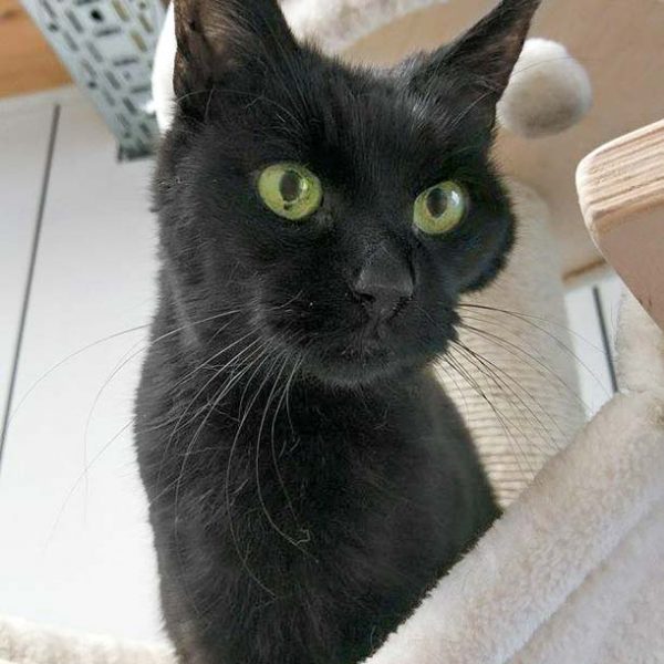 Kätzin Fila  / © 2017 Arche KaNaum (OS) Kätzin Fila / © 2017 Arche KaNaum (OS)