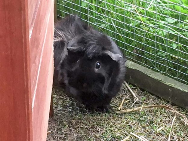 Meerschweinchen-Weibchen Babsi / © 2017 Arche KaNaum (AE)