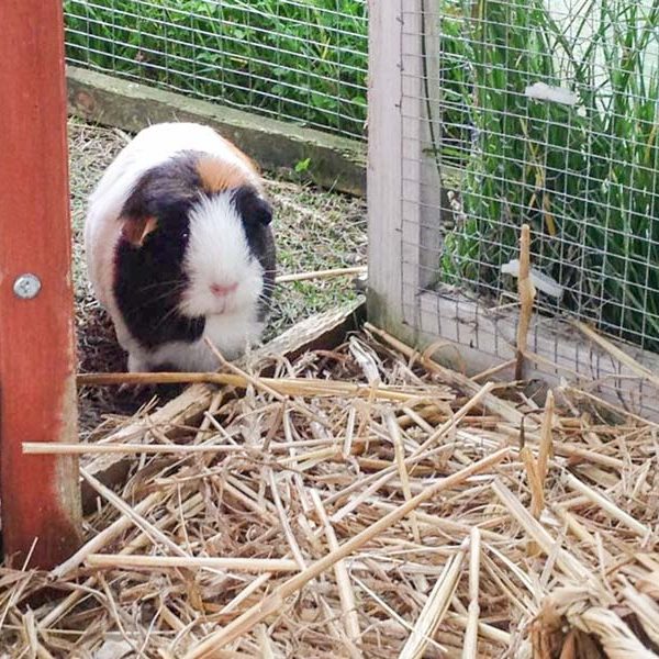 Meerschweinchen-Weibchen Dörte / © 2017 Arche KaNaum (AE)