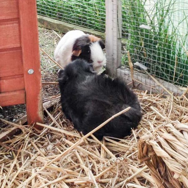 Meerschweinchen-Weibchen Dörte (l.) und Babsi / © 2017 Arche KaNaum (AE) Meerschweinchen-Weibchen Dörte (l.) und Babsi / © 2017 Arche KaNaum (AE)