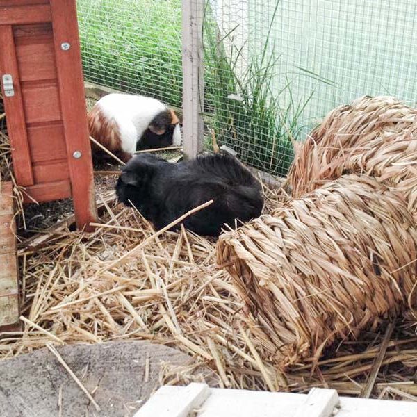 Meerschweinchen-Weibchen Dörte (l.) und Babsi / © 2017 Arche KaNaum (AE) Meerschweinchen-Weibchen Dörte (l.) und Babsi / © 2017 Arche KaNaum (AE)