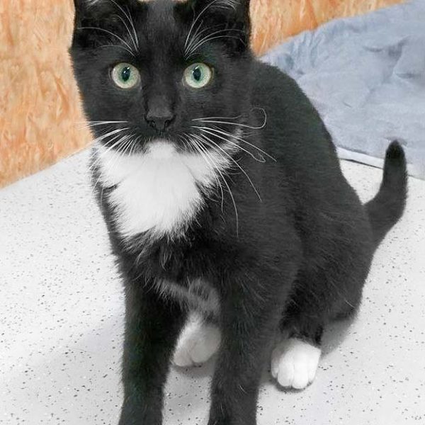 Kater Carl / © 2017 Arche KaNaum (OS) Kater Carl / © 2017 Arche KaNaum (OS)