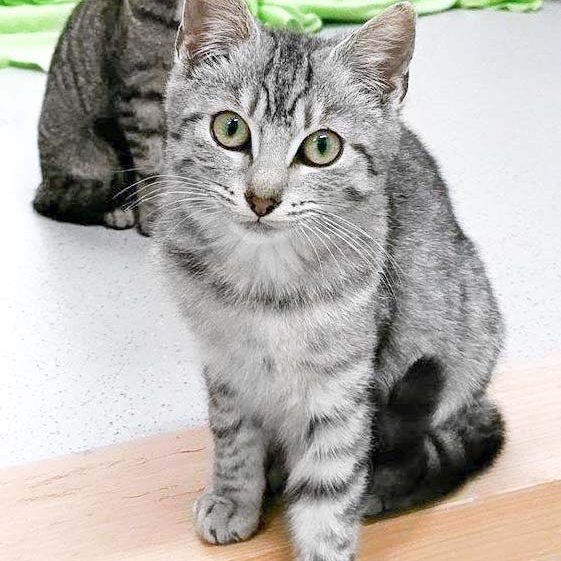 Kätzin Carol / © 2017 Arche KaNaum (OS)