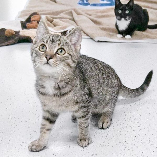 Kater Glenn / © 2017 Arche KaNaum (OS)