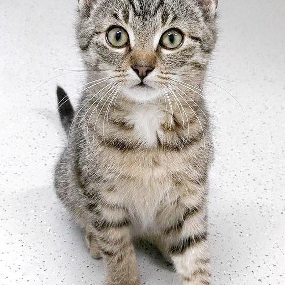 Kater Glenn / © 2017 Arche KaNaum (OS)