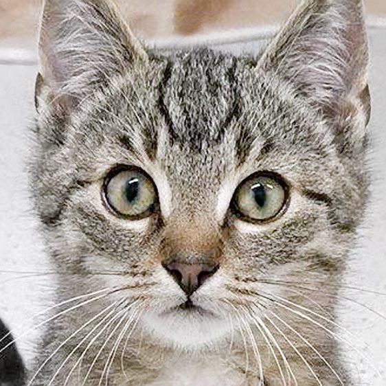 Kater Glenn / © 2017 Arche KaNaum (OS)