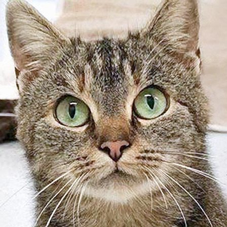 Kätzin Ophelia / © 2017 Arche KaNaum (OS) Kätzin Ophelia / © 2017 Arche KaNaum (OS)