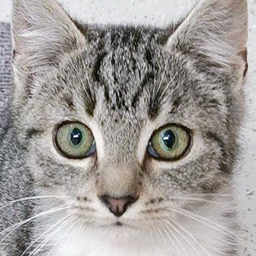 Kater Shane / © 2017 Arche KaNaum (OS)