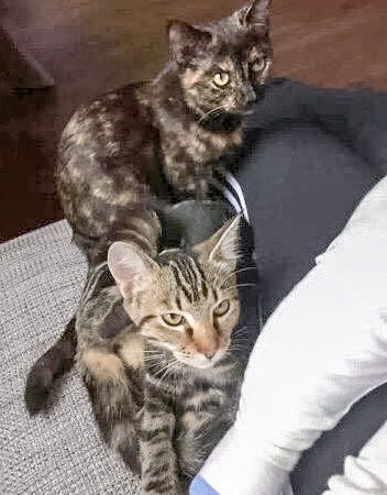 Kätzinnen Ida (aka Jaqueline, v.) und Ronja (aka Mandy) im neuen Zuhause / © 02.11.'17 Privat