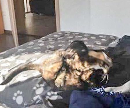 Kätzinnen Ida (aka Jaqueline) und Ronja (aka Mandy) im neuen Zuhause / © 02.11.'17 Privat