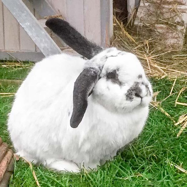 Kaninchenbock Charlie / © 2017 Arche KaNaum (AE)