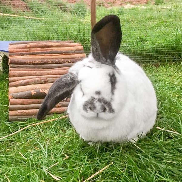 Kaninchenbock Charlie / © 2017 Arche KaNaum (AE)