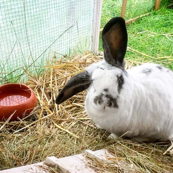 Kaninchenbock Charlie / © 2017 Arche KaNaum (AE)