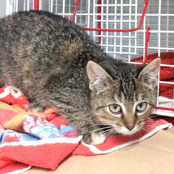 Kätzin Christine / © 2017 Arche KaNaum (DN)