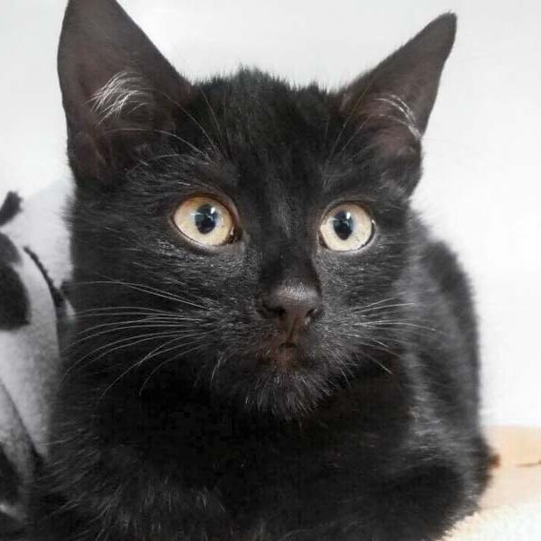 Kätzin Mirabell / © 2017 Arche KaNaum (DN)