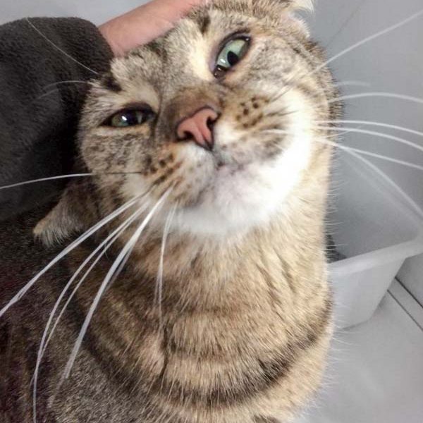 Kätzin Kiwi / © 2017 Arche KaNaum (DN) Kätzin Kiwi / © 2017 Arche KaNaum (DN)