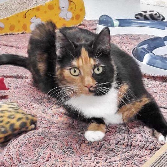 Kätzin Maja / © 2017 Arche KaNaum (OS)