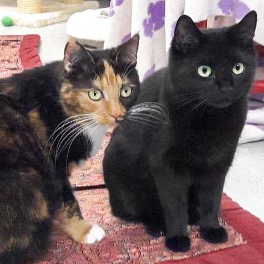 Kätzinnen Maja (l.) und Emmi / © 2017 Arche KaNaum (OS)