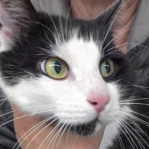 Schwarz-weißer Fundkater aus Volkmarsen / © 2017 Arche KaNaum (DN)