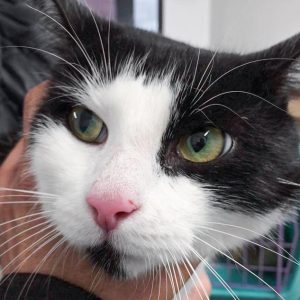 Schwarz-weißer Fundkater aus Volkmarsen / © 2017 Arche KaNaum (DN)