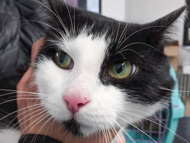 Schwarz-weißer Fundkater aus Volkmarsen / © 2017 Arche KaNaum (DN)